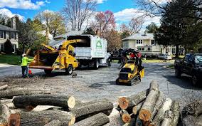 Clio, AL Tree Removal Company