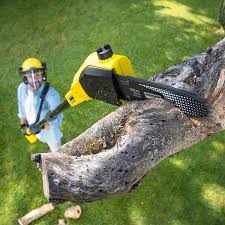 Best Emergency Tree Removal  in Clio, AL