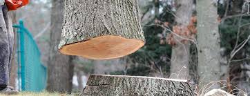 Best Arborist Consultation Services  in Clio, AL