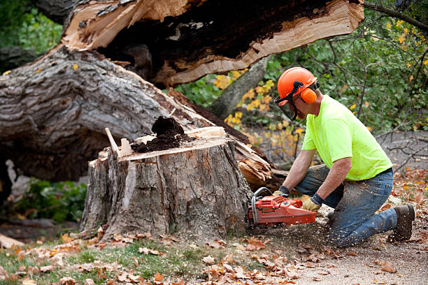 Best Aeration Services  in Clio, AL