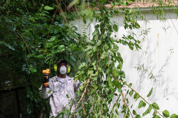 Best Tree and Shrub Care  in Clio, AL