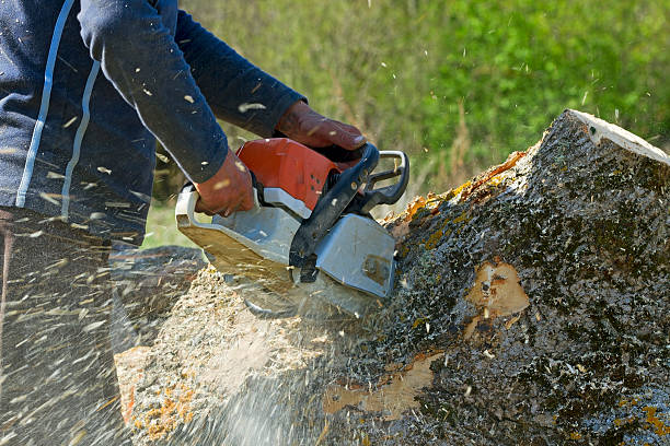 Best Hedge Trimming  in Clio, AL