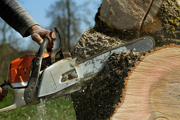 Best Tree Risk Assessment  in Clio, AL