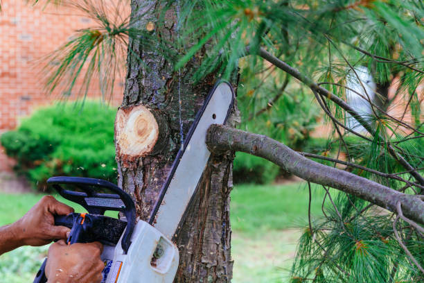 Best Firewood Processing and Delivery  in Clio, AL